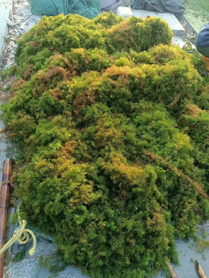 山东水草金鱼藻水生沉水植物，质量保证产地直发，可视频看货