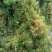 山东水草金鱼藻水生沉水植物，质量保证产地直发，可视频看货