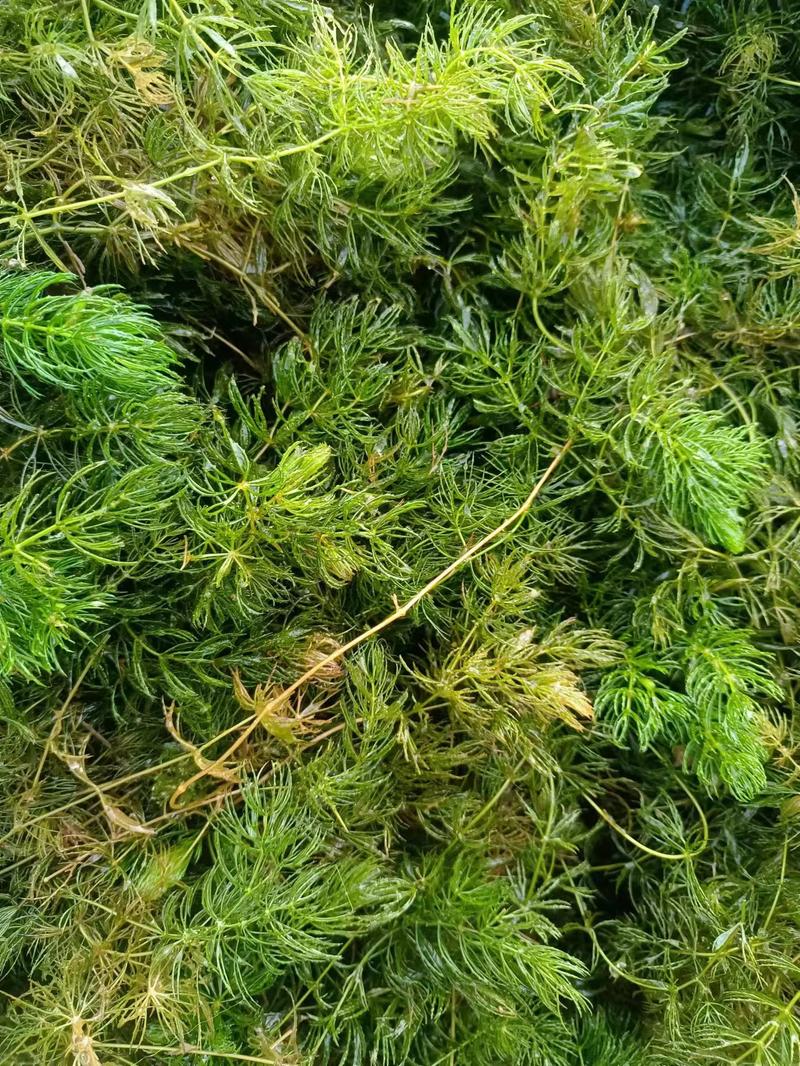山东水草金鱼藻水生沉水植物，质量保证产地直发，可视频看货