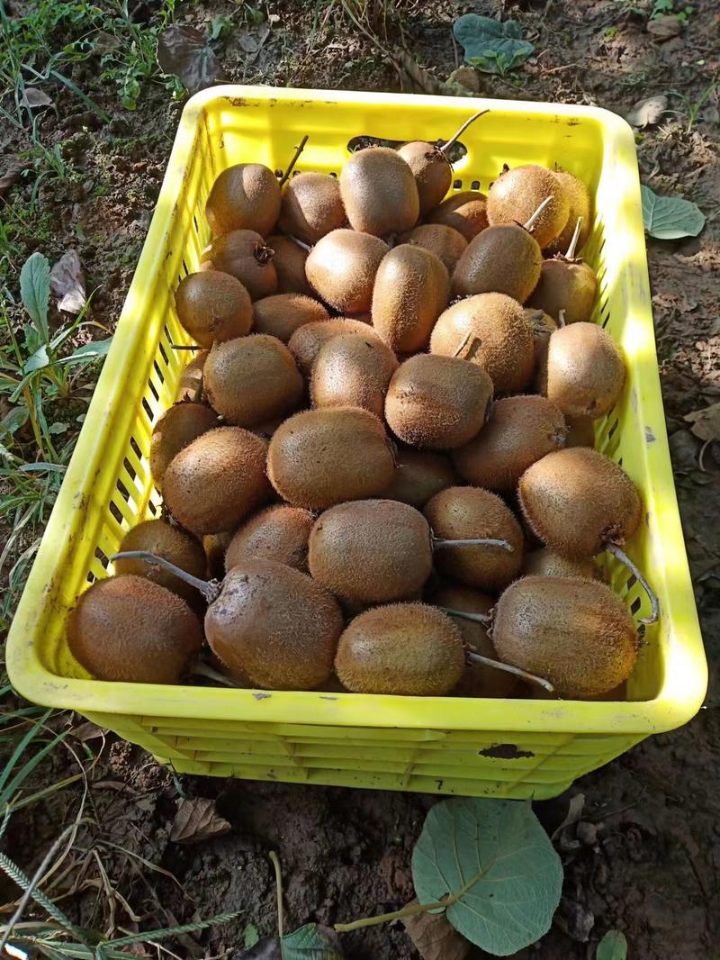 【推荐】陕西徐香猕猴桃种植基地一手货源价格稳定全国发货
