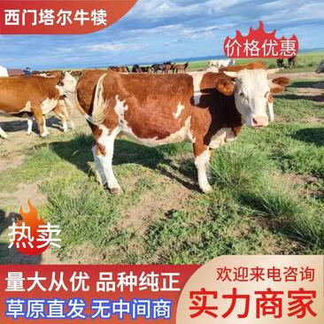 【牛犊】西门塔尔牛犊一手货源品种保证包售后包成活