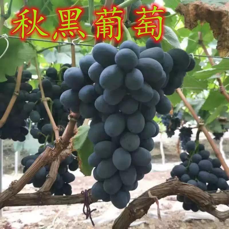 【推荐】秋黑葡萄产业种植基地一手货源价格稳定全国各地发货