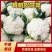 【精品】河南焦作有机花-量大从优-产地直发-价格优惠