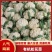 【实力】焦作博爱松花菜-量大从优-价格优惠-可视频看货