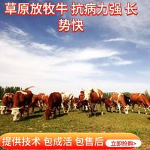 【牛】黄牛内蒙牧区放养牛【肉质鲜嫩】黄膘包售后