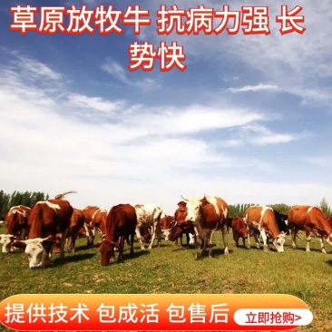 【牛】黄牛内蒙牧区放养牛【肉质鲜嫩】黄膘包售后