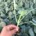 【甘蓝苗】江苏精品甘蓝苗，基地直供，品质保证，供应全国