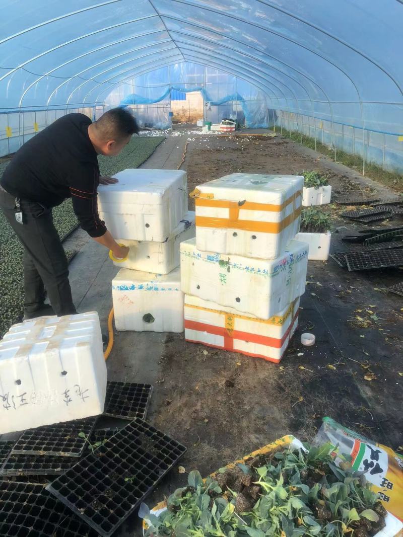 【甘蓝苗】江苏精品甘蓝苗，基地直供，品质保证，供应全国