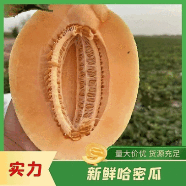 【产地直发】热卖哈密瓜一手货源，品质好，甜度高全国代发