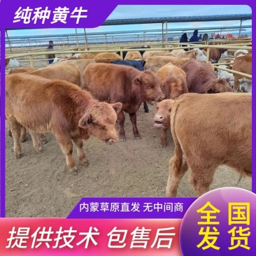 【纯种】黄牛内蒙放养黄牛改良黄牛黄膘常年出售