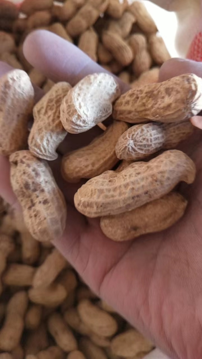 河北机油四花生大量供应产地直发量大从优可视频看货