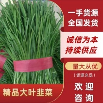 广东精品大叶韭菜大量上市对接市场商超，价格好