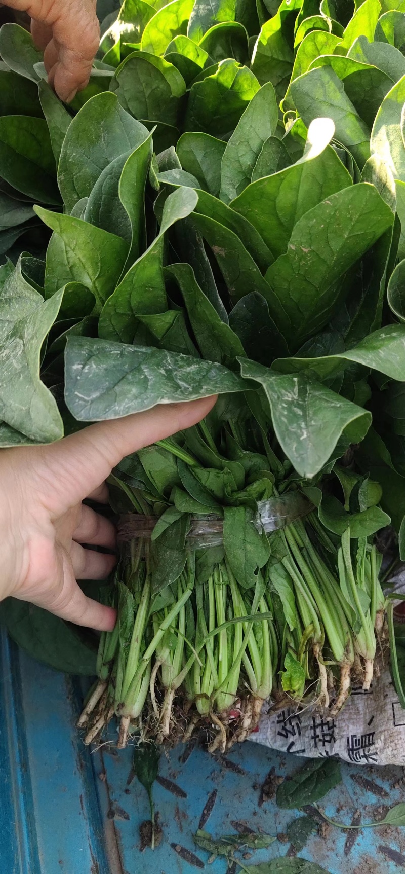 精品大叶菠菜菠菜现货大量供应产地一手货源