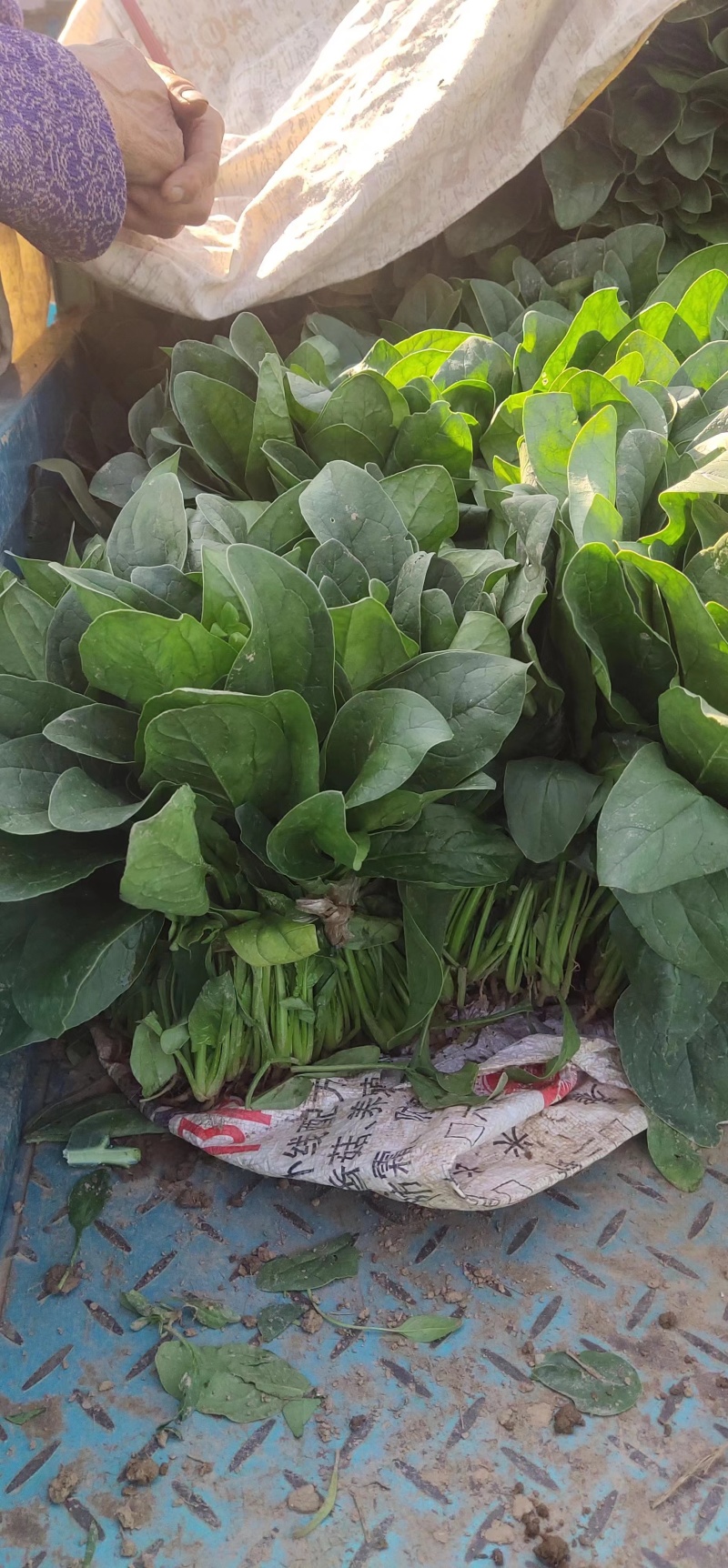 精品大叶菠菜菠菜现货大量供应产地一手货源