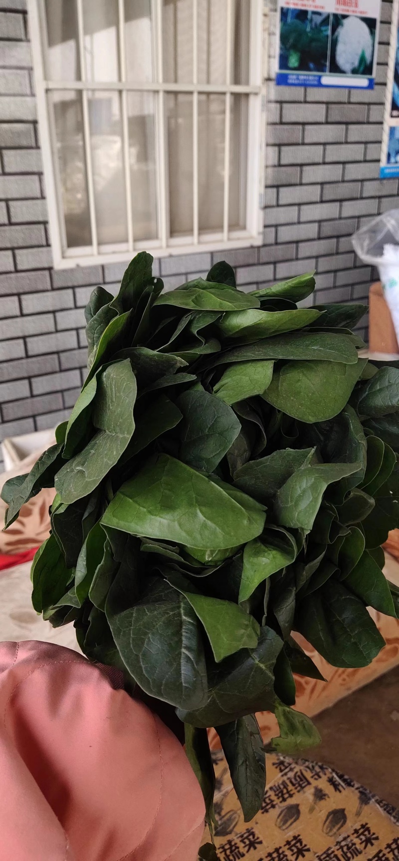精品大叶菠菜菠菜现货大量供应产地一手货源