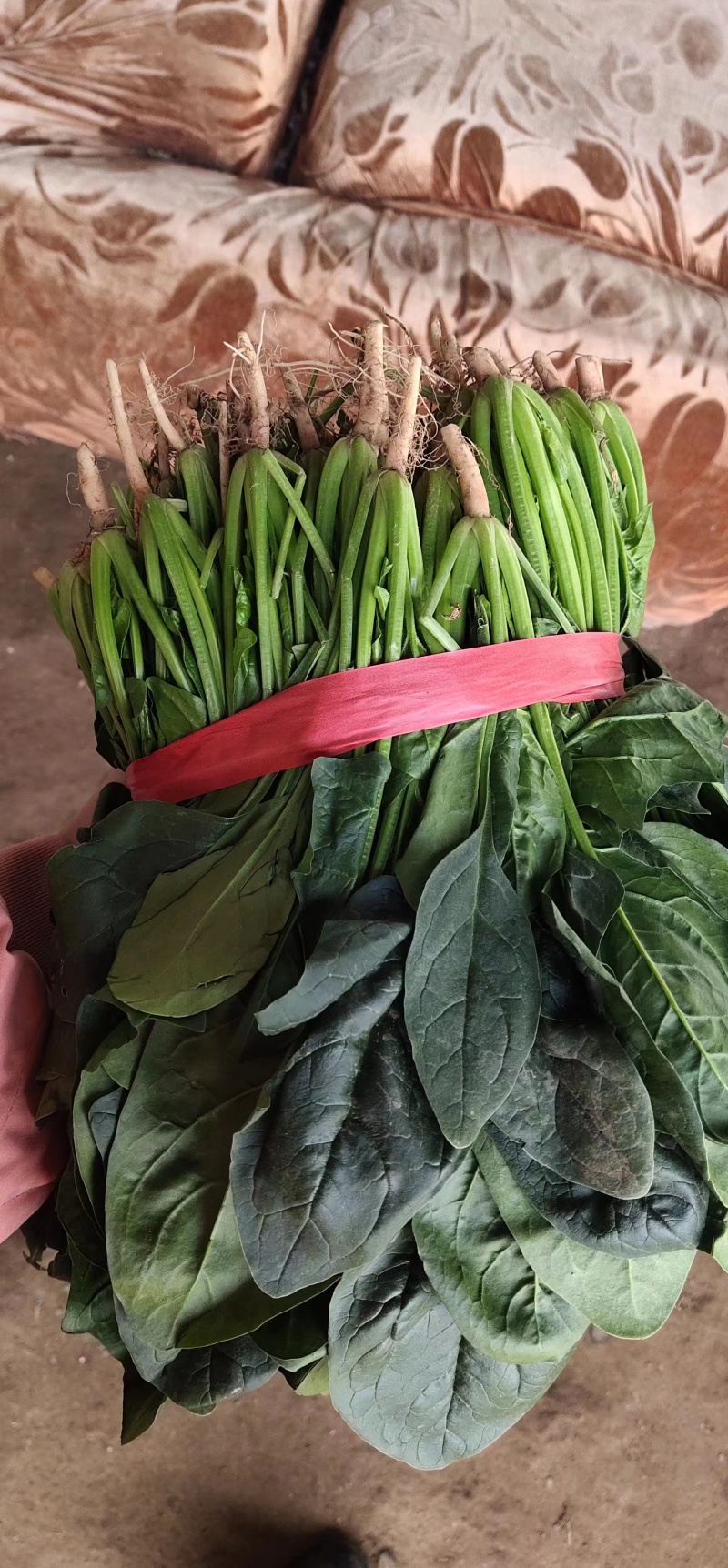 精品大叶菠菜菠菜现货大量供应产地一手货源