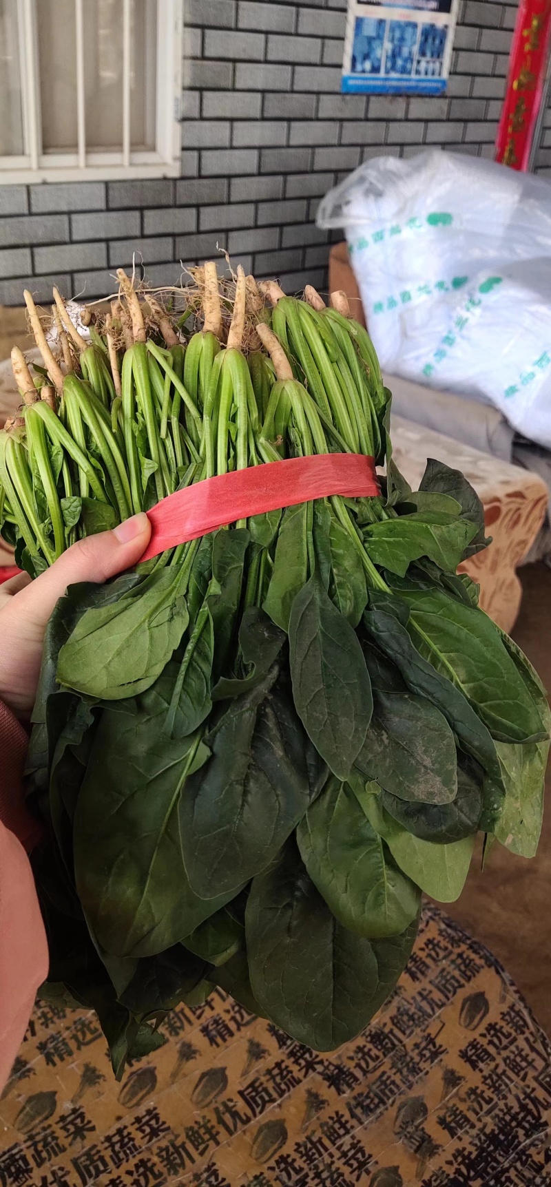 精品大叶菠菜菠菜现货大量供应产地一手货源