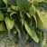 精品大叶菠菜菠菜现货大量供应产地一手货源