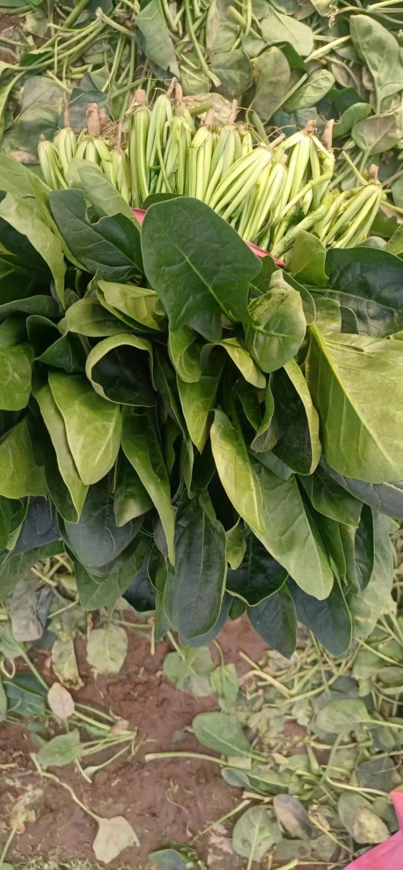 精品大叶菠菜菠菜现货大量供应产地一手货源