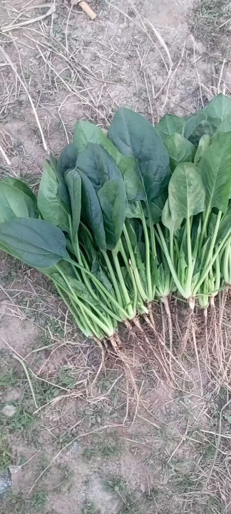 精品大叶菠菜菠菜现货大量供应产地一手货源