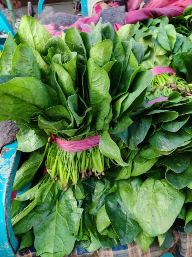 精品大叶菠菜菠菜现货大量供应产地一手货源