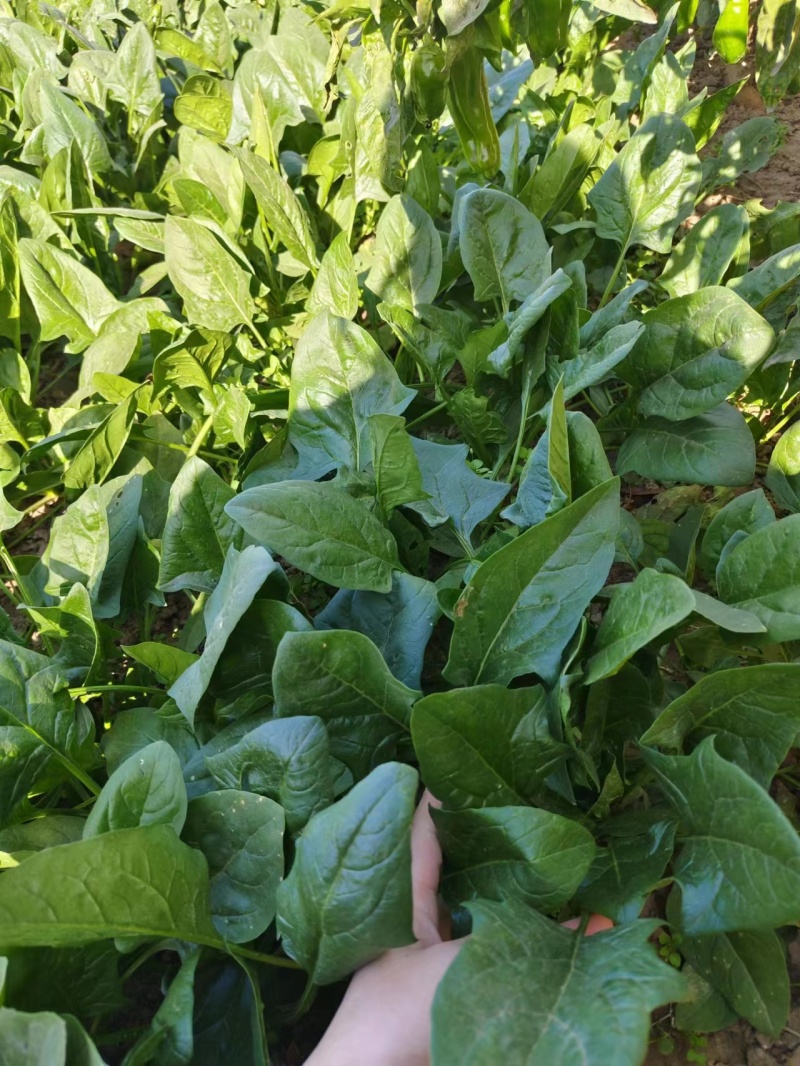 精品大叶菠菜菠菜现货大量供应产地一手货源