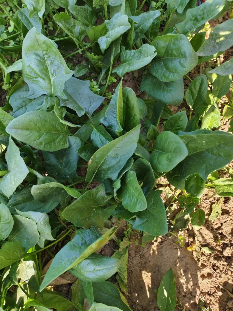 精品大叶菠菜菠菜现货大量供应产地一手货源