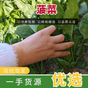 精品大叶菠菜菠菜现货大量供应产地一手货源