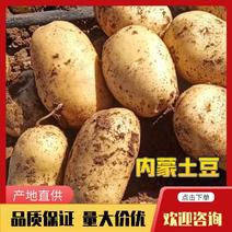 土豆精品V7，各种品类规格齐全，产地直发欢迎选购