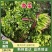 精品大叶香菜产地大量上市，一条龙服务包上车量大从优
