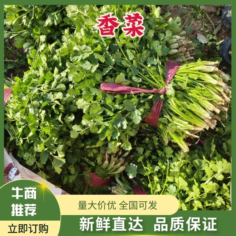 精品大叶香菜产地大量上市，一条龙服务包上车量大从优
