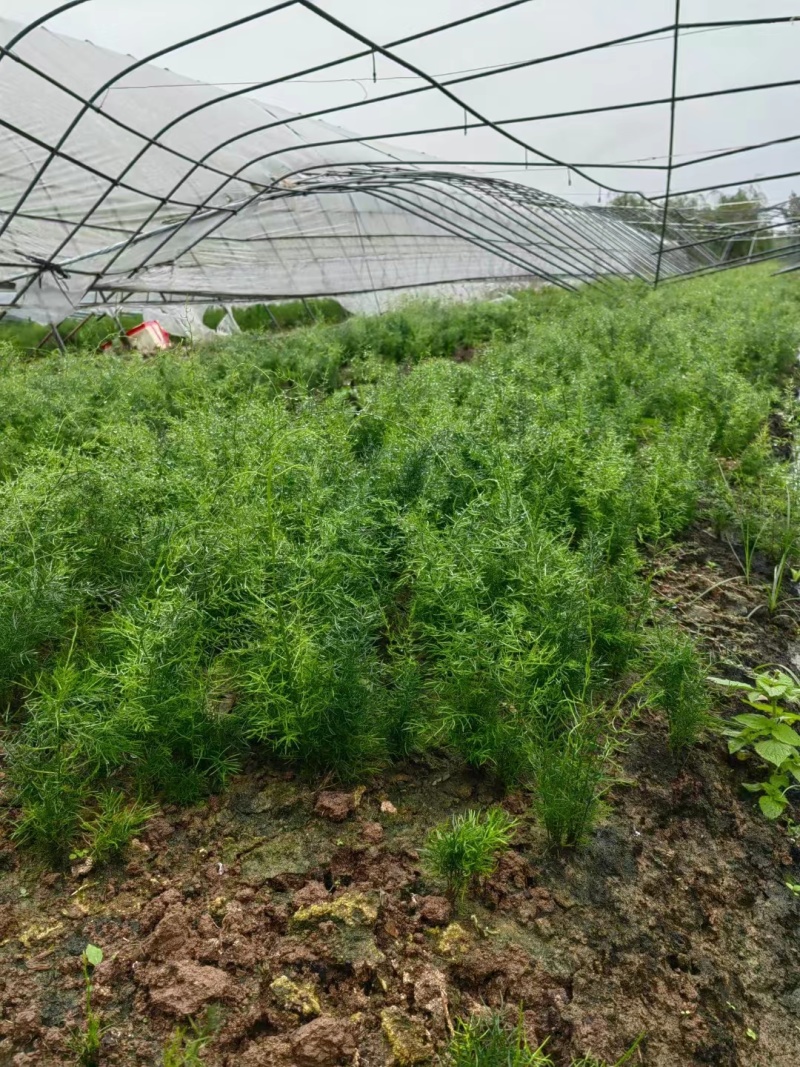 【天冬种苗】楚雄市天冬种苗百亩产地种植一手货源电联
