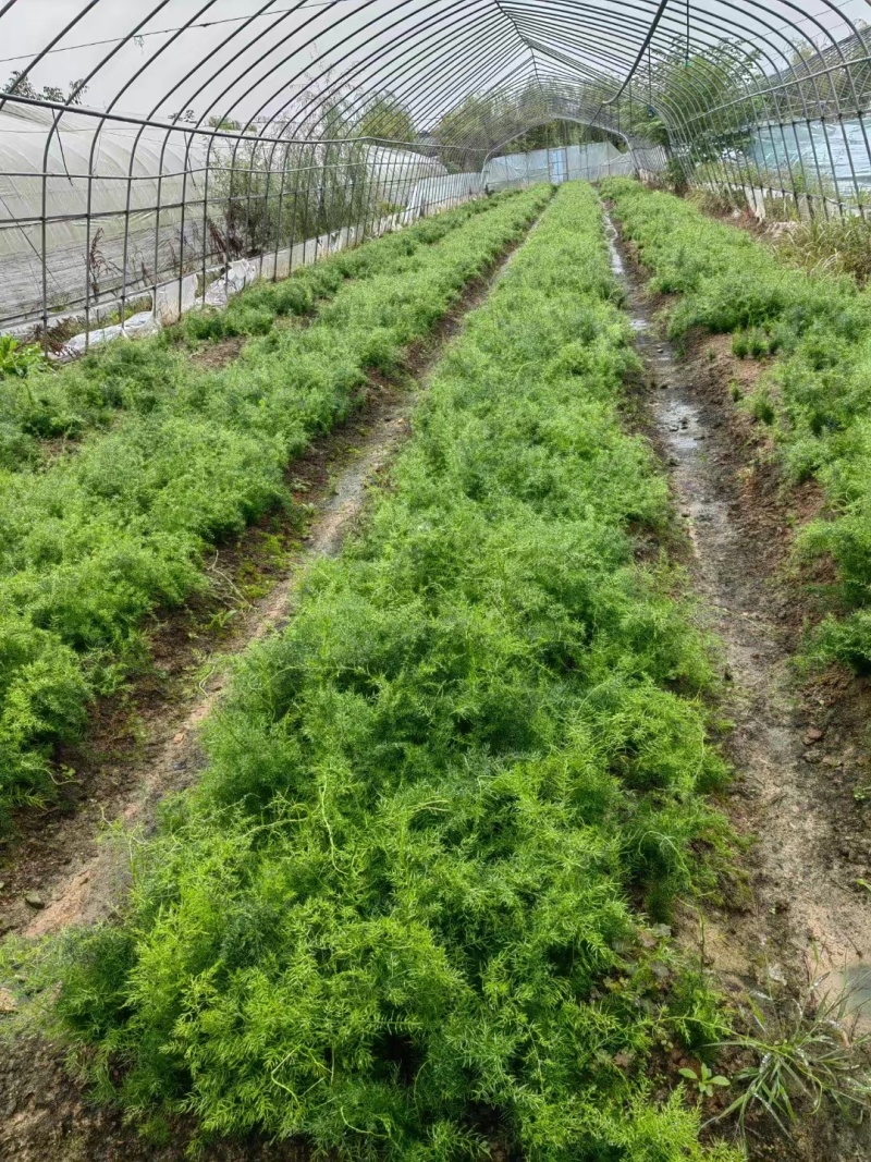 【天冬种苗】楚雄市天冬种苗百亩产地种植一手货源电联