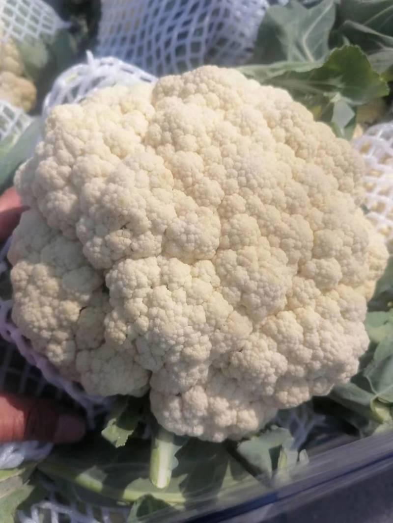 精品花菜菜花电商市场团购全国发货欢迎咨询