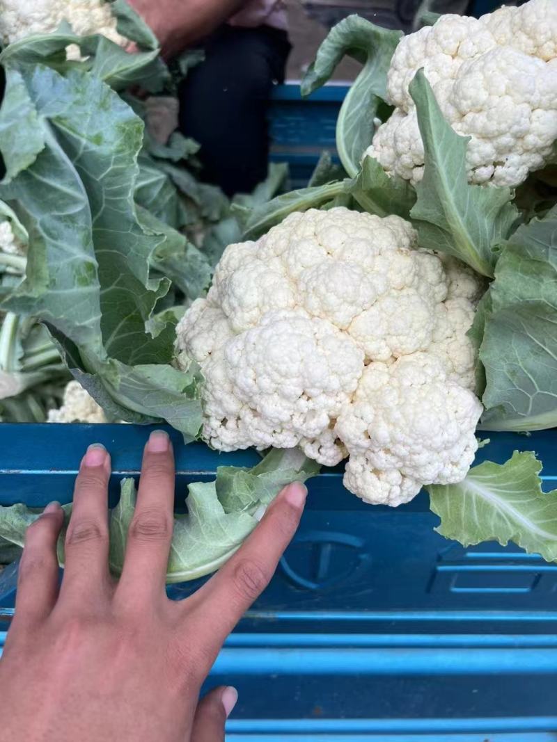 精品花菜菜花电商市场团购全国发货欢迎咨询