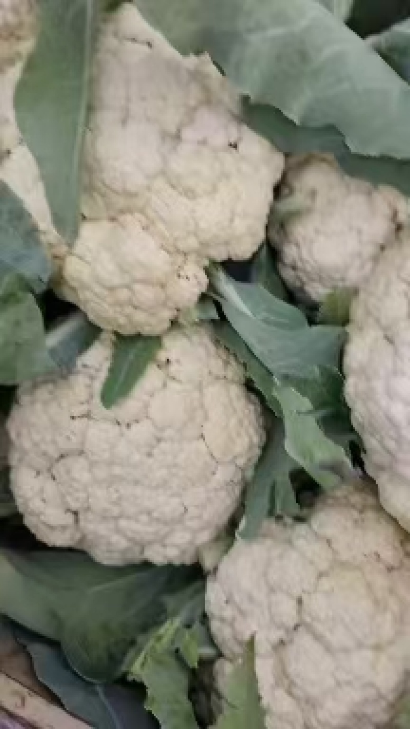 精品花菜菜花电商市场团购全国发货欢迎咨询