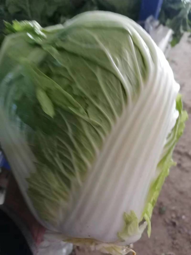 河南开封白菜大白菜货源充足产地直发价格优惠欢迎咨询