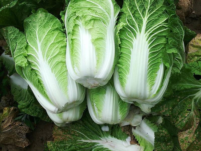 河南开封白菜大白菜货源充足产地直发价格优惠欢迎咨询