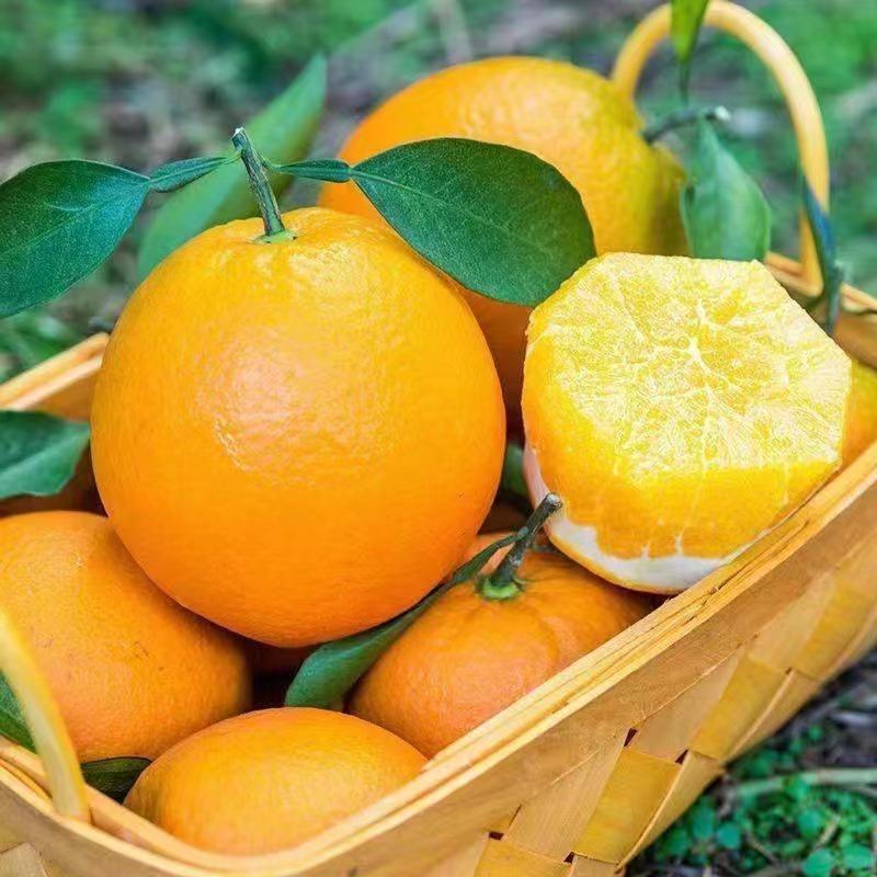 湖北秭归纽荷尔脐橙产地直发一手货源批发品质保证价格美丽