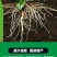 大力雄追肥精山药材党参半夏百部天冬白芨柴胡壮根增产叶面肥