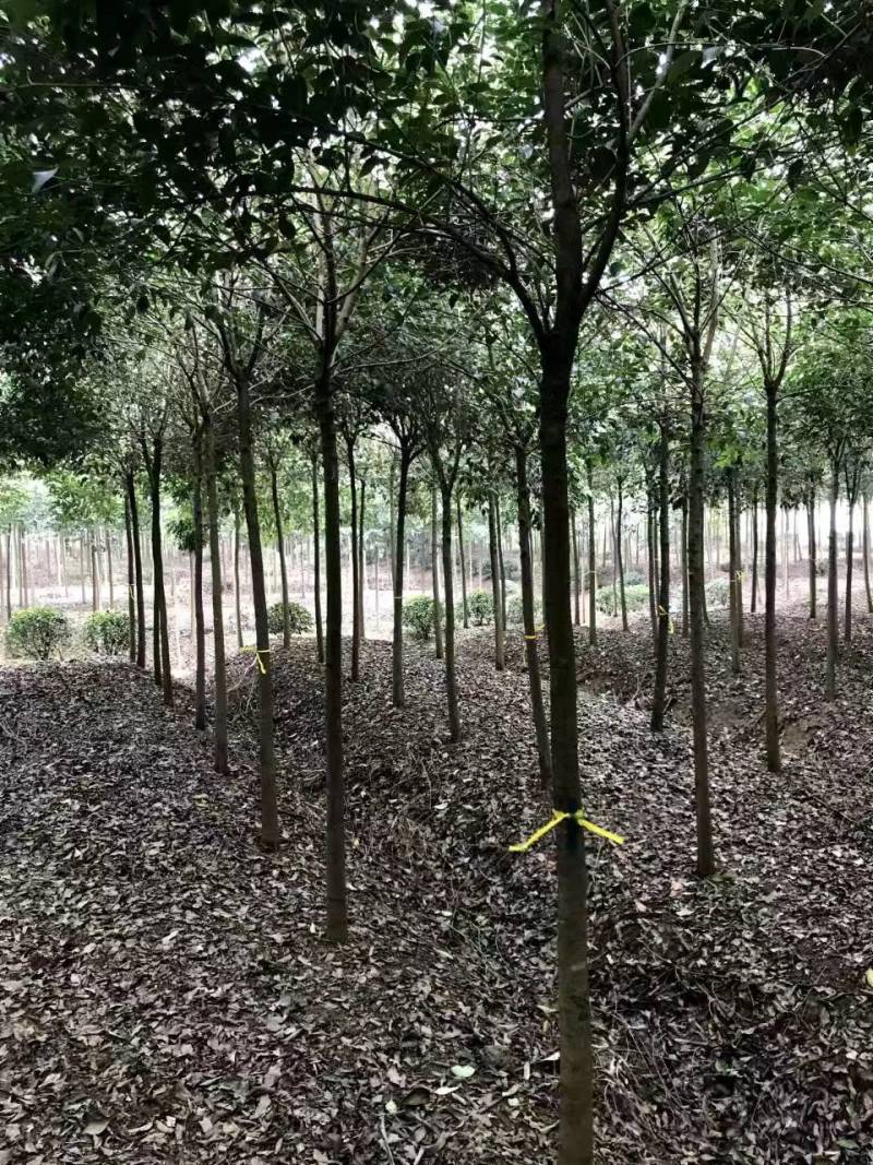 大叶女贞树存活率高可技术指导量大从优欢迎电话联系
