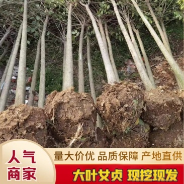 大叶女贞树存活率高可技术指导量大从优欢迎电话联系