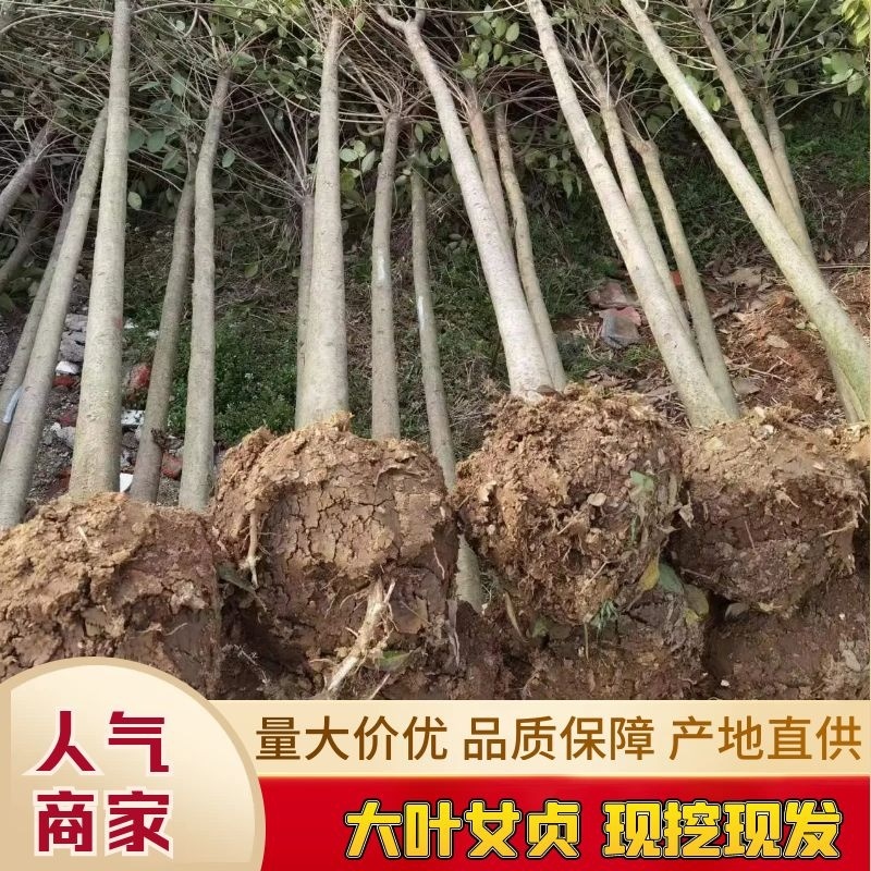 大叶女贞树存活率高可技术指导量大从优欢迎电话联系