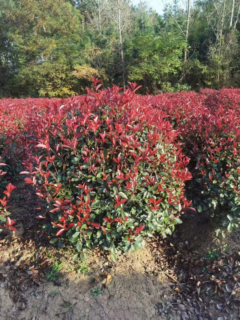 红叶石楠种植基地量大从优可视频看货欢迎老板电话联系