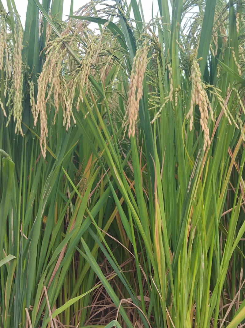 精品大米，今年新米，质量三包，口感更香，量大价优