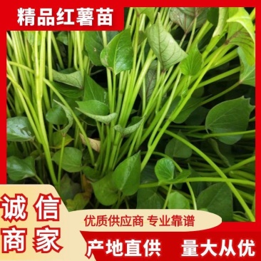 禹州【红薯苗】精品，规格齐全，大量出售，自家农场欢迎采购