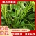 禹州【红薯苗】精品，规格齐全，大量出售，自家农场欢迎采购