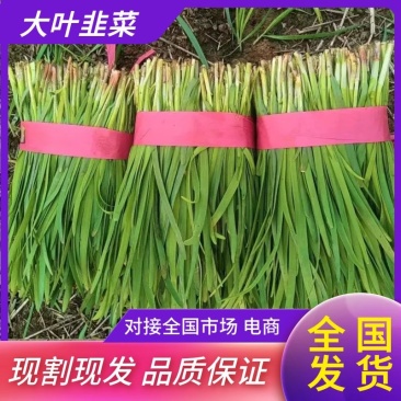 大叶韭菜乐亭韭菜产地直发对接全国市场电商商超