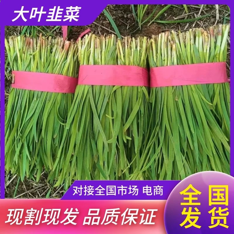 大叶韭菜乐亭韭菜产地直发对接全国市场电商商超