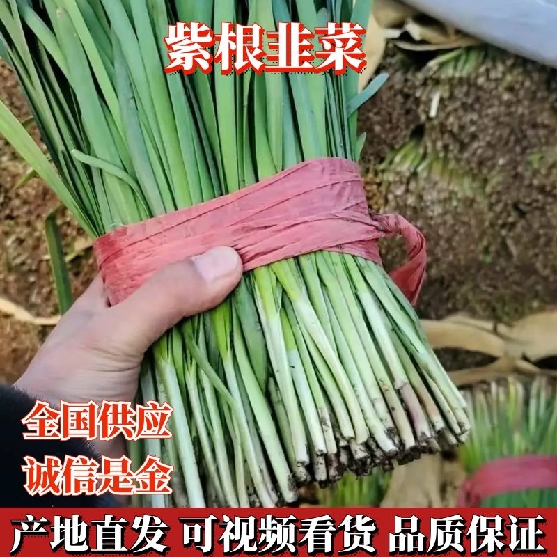【韭菜】紫根红韭菜河北韭菜基地直供货源充足品质保证